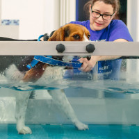 Bewegungstraining im Unterwasserlaufband