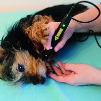 Laser- Akupunktur eines Yorkshire Terriers