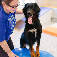 Bewegungstraining Hund mit Physiotherapeutin